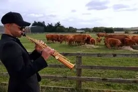 کنسرت برای گاوها | چرا کشاورزان برای گاوها موسیقی می‌نوازند