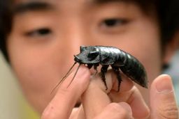 سوسک‌ها؛ حیوانات خانگی محبوب ژاپنی‌ها