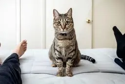 چرا گربه‌ها به ما زُل می‌زنند؟