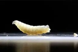 ظهور مگس آدم‌خوار در آمریکا | انگل‌هایی که گوشت شما را می‌خورند!