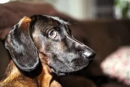 آیا سگ‌ها واقعاً شرمنده می‌شوند؟