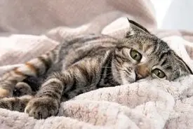 گربه شما چگونه بگوید که «درد» دارد؟!