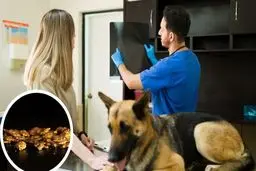 ایمپلنت طلا برای سگ‌ها؛ روش عجیب درمان حیوان خانگی