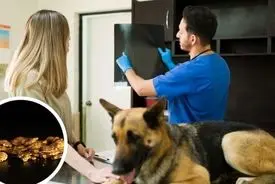 ایمپلنت طلا برای سگ‌ها؛ روش عجیب درمان حیوان خانگی