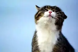 گربه روی بیمار افتاد، بیمار ۱۵۰ میلیون غرامت گرفت