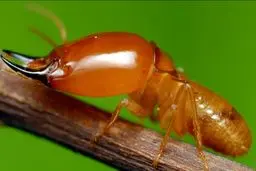 موریانه‌های وفادار | دانشمندان می‌ویند این حشرات تک‌همسر هستند