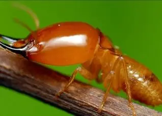 موریانه‌های وفادار | دانشمندان می‌ویند این حشرات تک‌همسر هستند