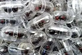 یک مورچه به قیمت ۲۲۰ دلار | مرز جدید قاچاق حیات وحش