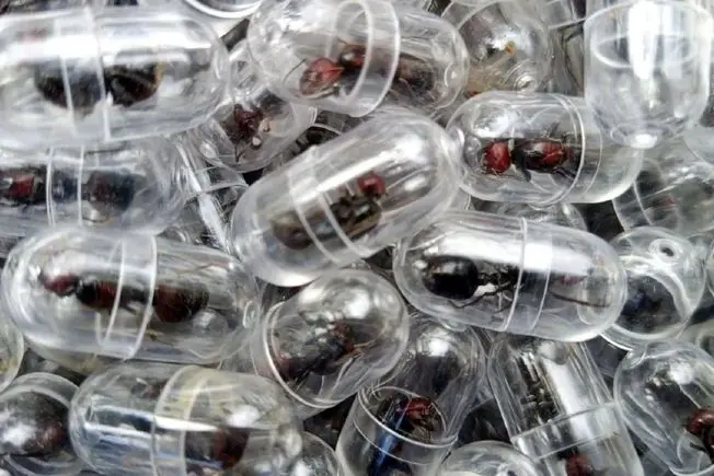 یک مورچه به قیمت ۲۲۰ دلار | مرز جدید قاچاق حیات وحش