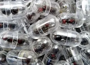 یک مورچه به قیمت ۲۲۰ دلار | مرز جدید قاچاق حیات وحش