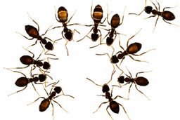 موفقیت مورچه‌ها در یک کلمه است: جمعیت!