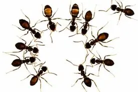 موفقیت مورچه‌ها در یک کلمه است: جمعیت!