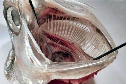 فیلتر الهام‌گرفته از ماهی، اقیانوس‌ها را پاک می‌کند