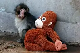 چگونه ویدئوی یک میمون فضای مجازی ایرانی‌ها را فتح کرد؟ 