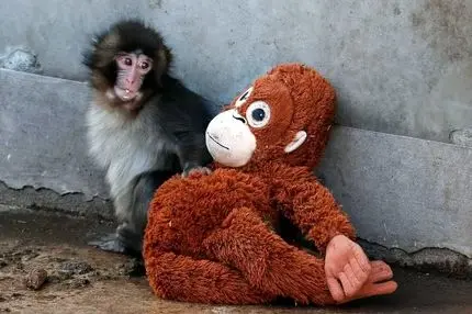 چگونه ویدئوی یک میمون فضای مجازی ایرانی‌ها را فتح کرد؟ 