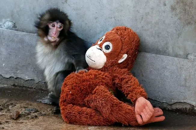 چگونه ویدئوی یک میمون فضای مجازی ایرانی‌ها را فتح کرد؟ 