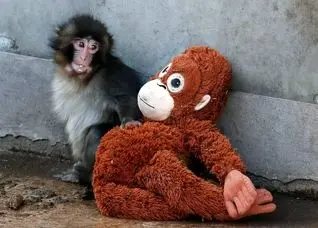 چگونه ویدئوی یک میمون فضای مجازی ایرانی‌ها را فتح کرد؟ 