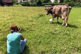 آیا ما «گاوها» را دست کم گرفتیم؟