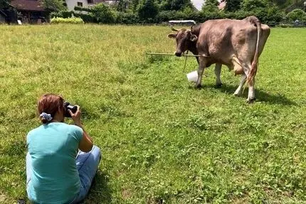 آیا ما «گاوها» را دست کم گرفتیم؟