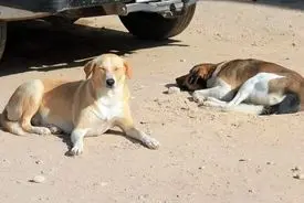 مراکش پیش از جام‌جهانی۳ میلیون سگ را می‌کُشد