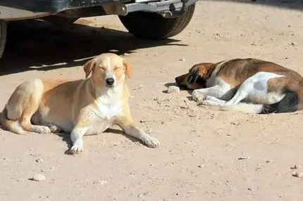 مراکش پیش از جام‌جهانی۳ میلیون سگ را می‌کُشد