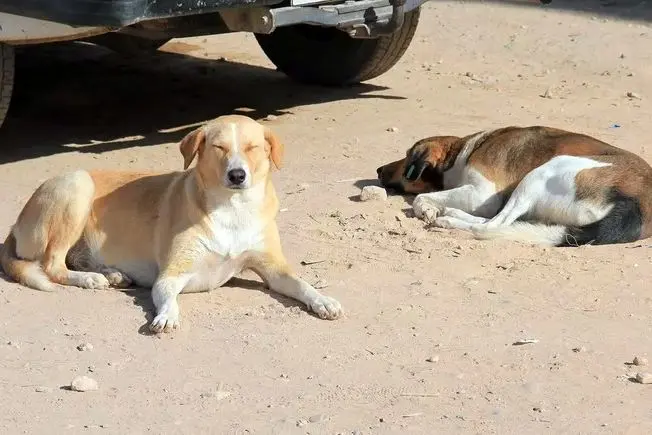مراکش پیش از جام‌جهانی۳ میلیون سگ را می‌کُشد