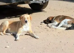 مراکش پیش از جام‌جهانی۳ میلیون سگ را می‌کُشد