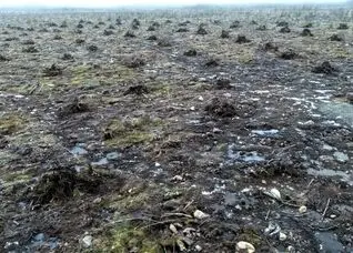 قطع غیرقانونی ۲۵۰ هزار درخت توسط گوگل | فنلاند بهم ریخت و متا عذرخواهی کرد